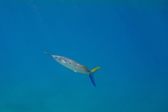 PSX_20241217_083631