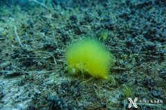 PSX_20250426_171046-topaz-denoise-sharpen