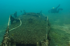 PSX_20250426_172635-topaz-denoise-sharpen