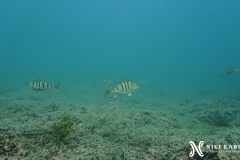 PSX_20250426_173316-topaz-sharpen